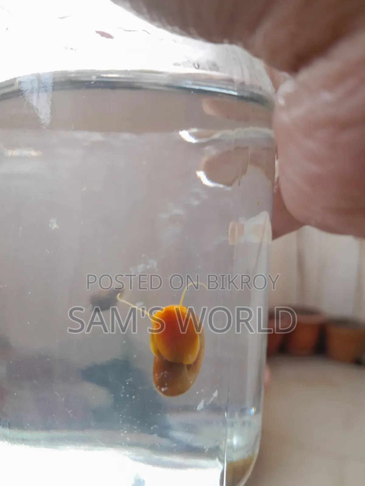 Ramshorn Snail | Red and Black | Live Aquarium Snail