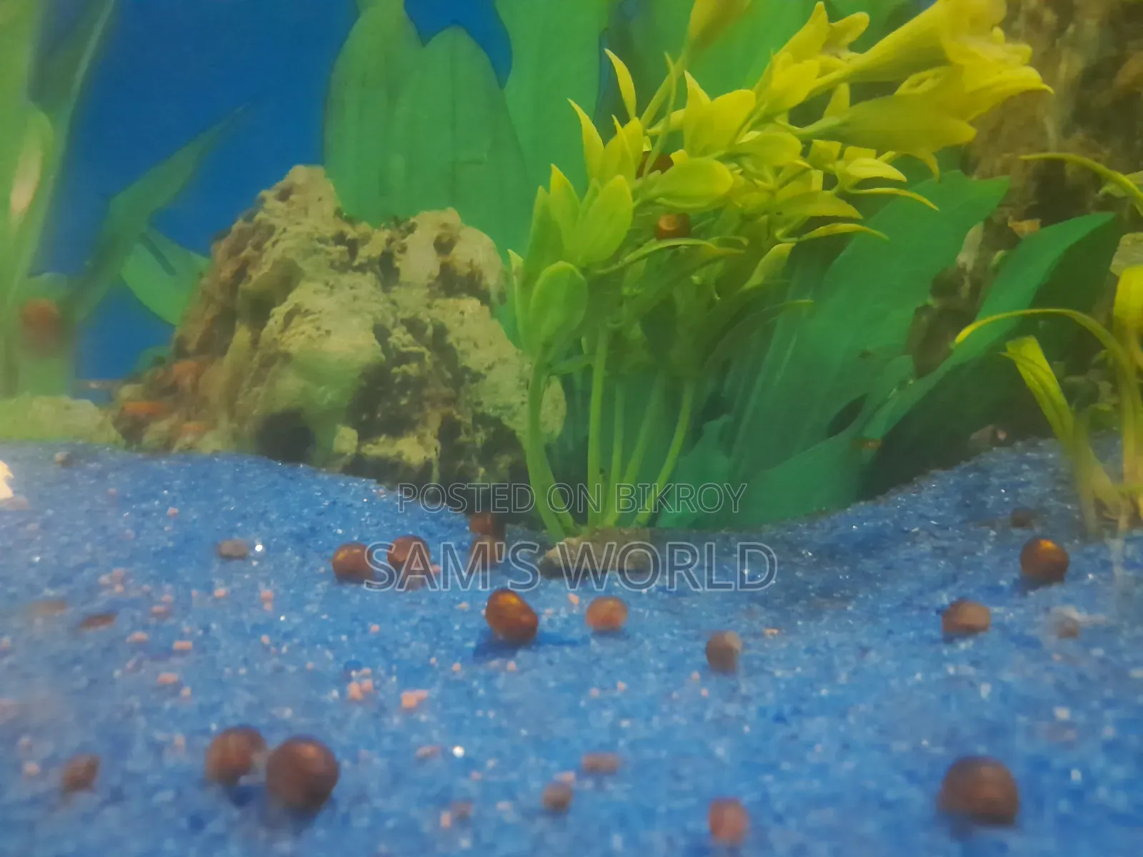 Ramshorn Snail | Red and Black | Live Aquarium Snail