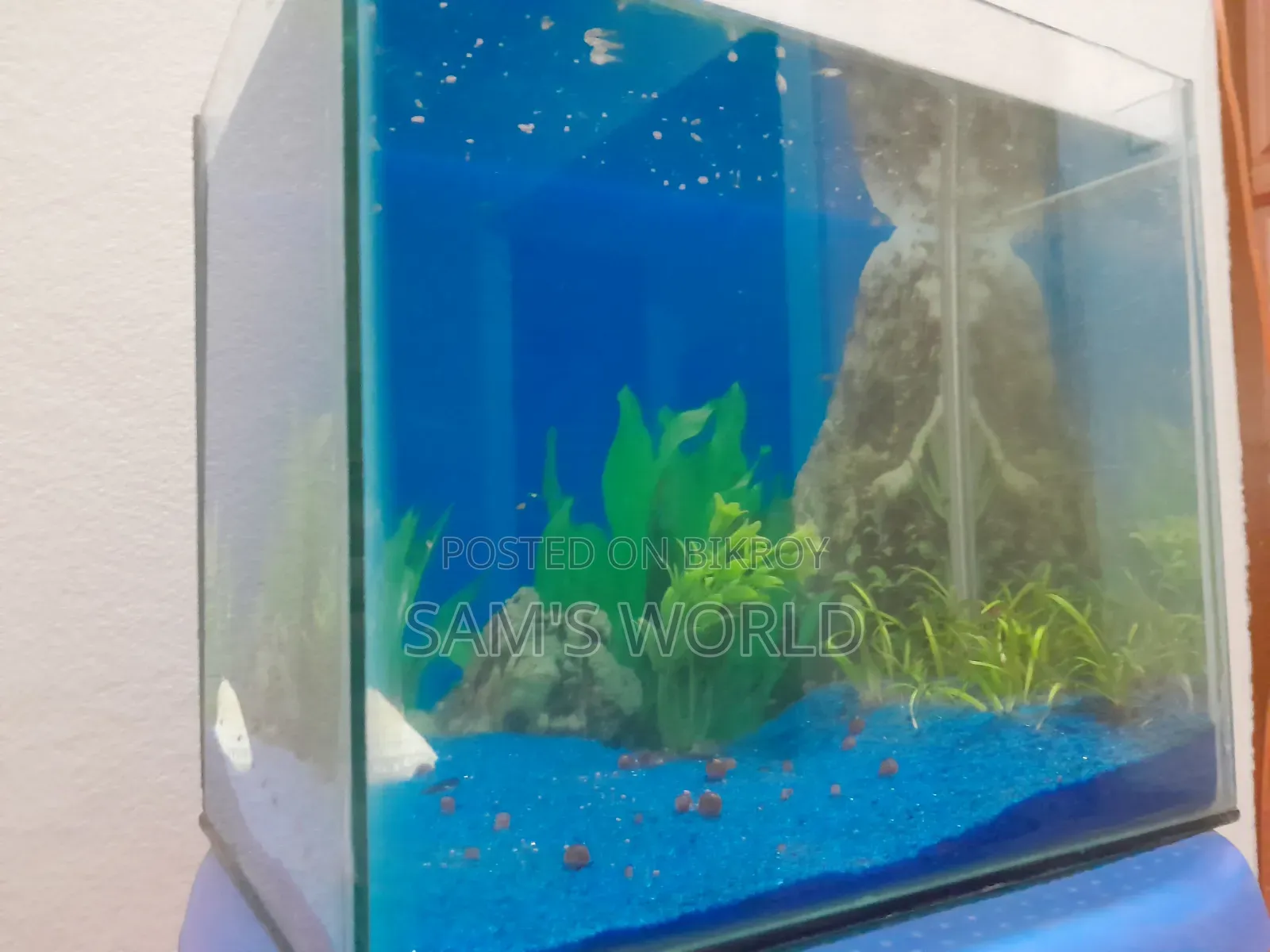 Ramshorn Snail | Red and Black | Live Aquarium Snail