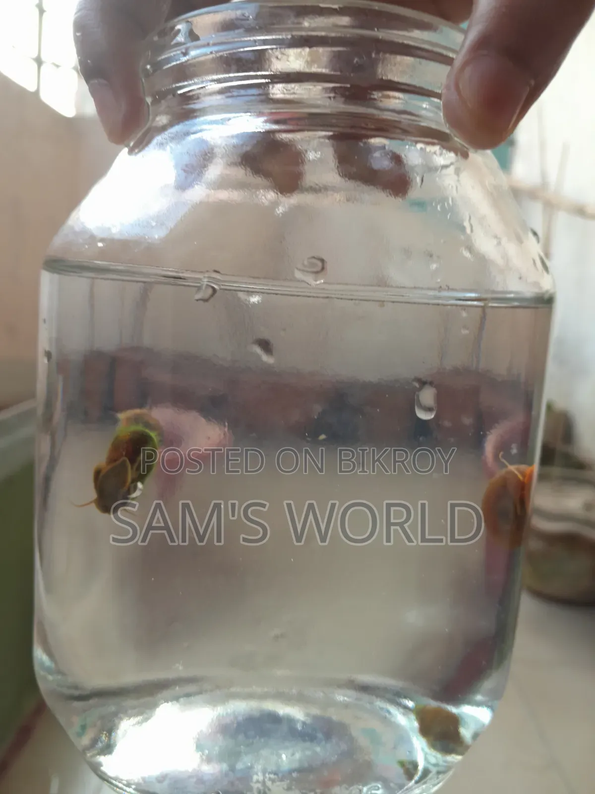 Ramshorn Snail | Red and Black | Live Aquarium Snail