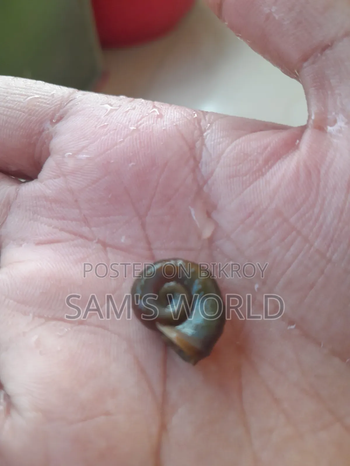 Ramshorn Snail | Red and Black | Live Aquarium Snail