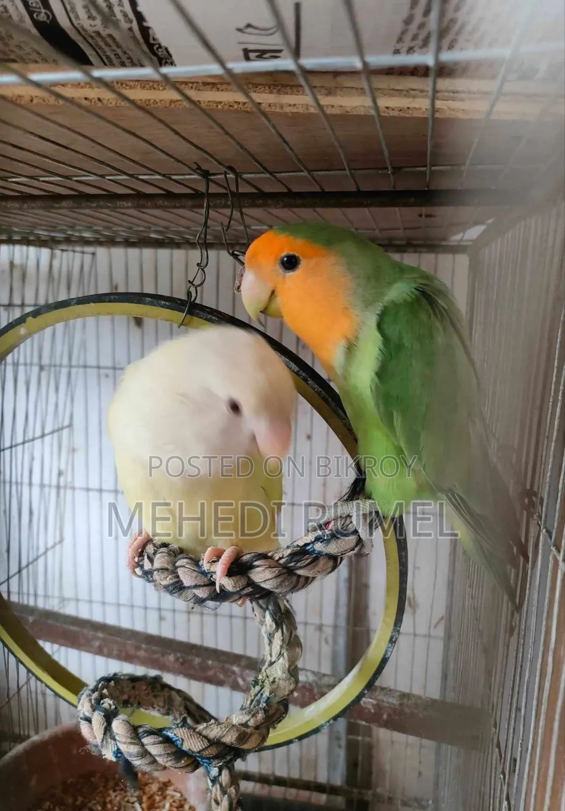 ভালো ব্লাড লাইনের লাভ বার্ড