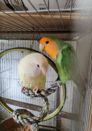 ভালো ব্লাড লাইনের লাভ বার্ড