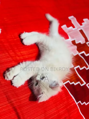 1-3 months Male Purebred Persian