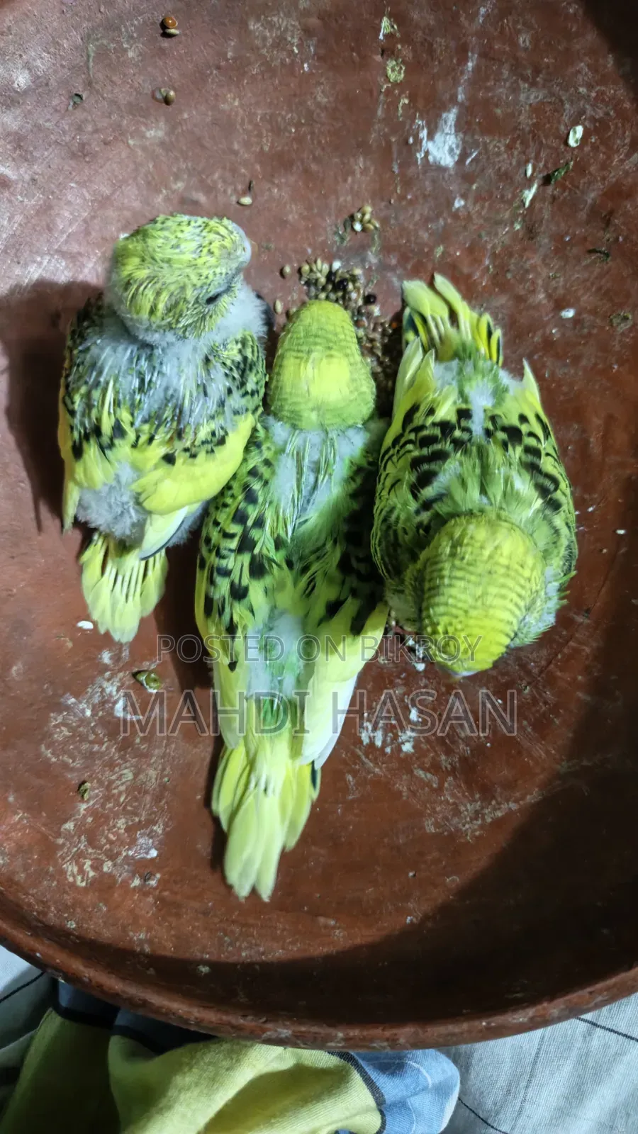 টেম সাইজ ৩পিছ বাজরিগার পাখির বাচ্চা