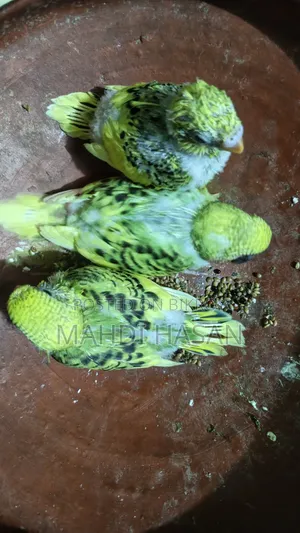 টেম সাইজ ৩পিছ বাজরিগার পাখির বাচ্চা