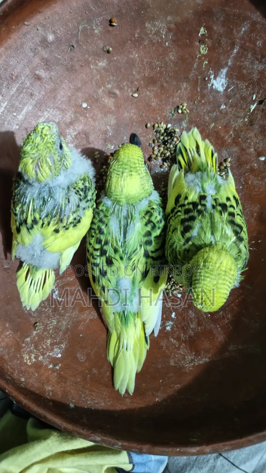 টেম সাইজ ৩পিছ বাজরিগার পাখির বাচ্চা