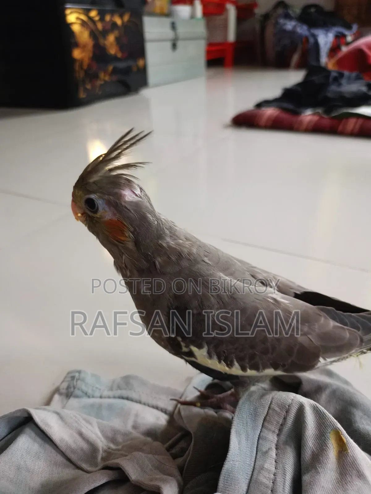 ককাটেল পাখির বাচ্চা সেল হবে
