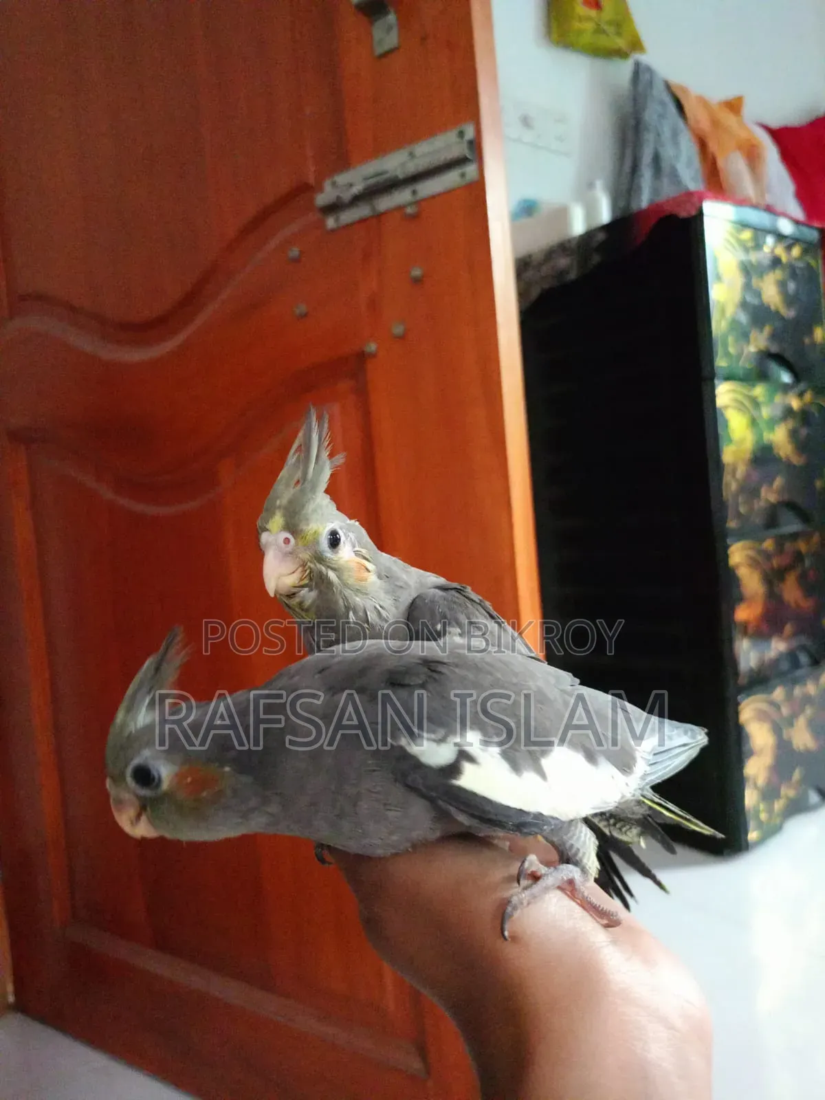 ককাটেল পাখির বাচ্চা সেল হবে