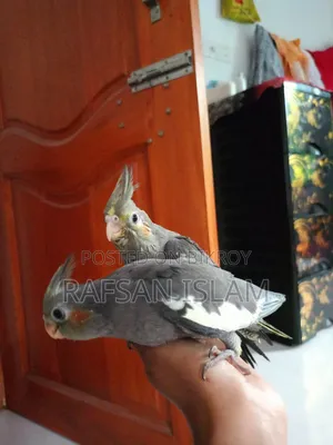 ককাটেল পাখির বাচ্চা সেল হবে
