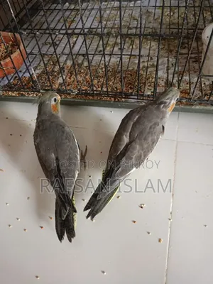 ককাটেল পাখির বাচ্চা সেল হবে