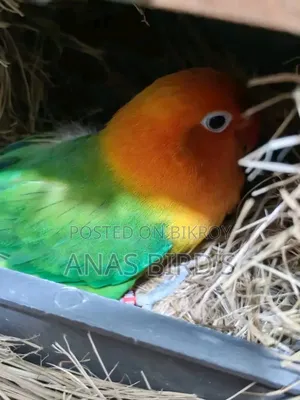 Emergency Bird's Sell