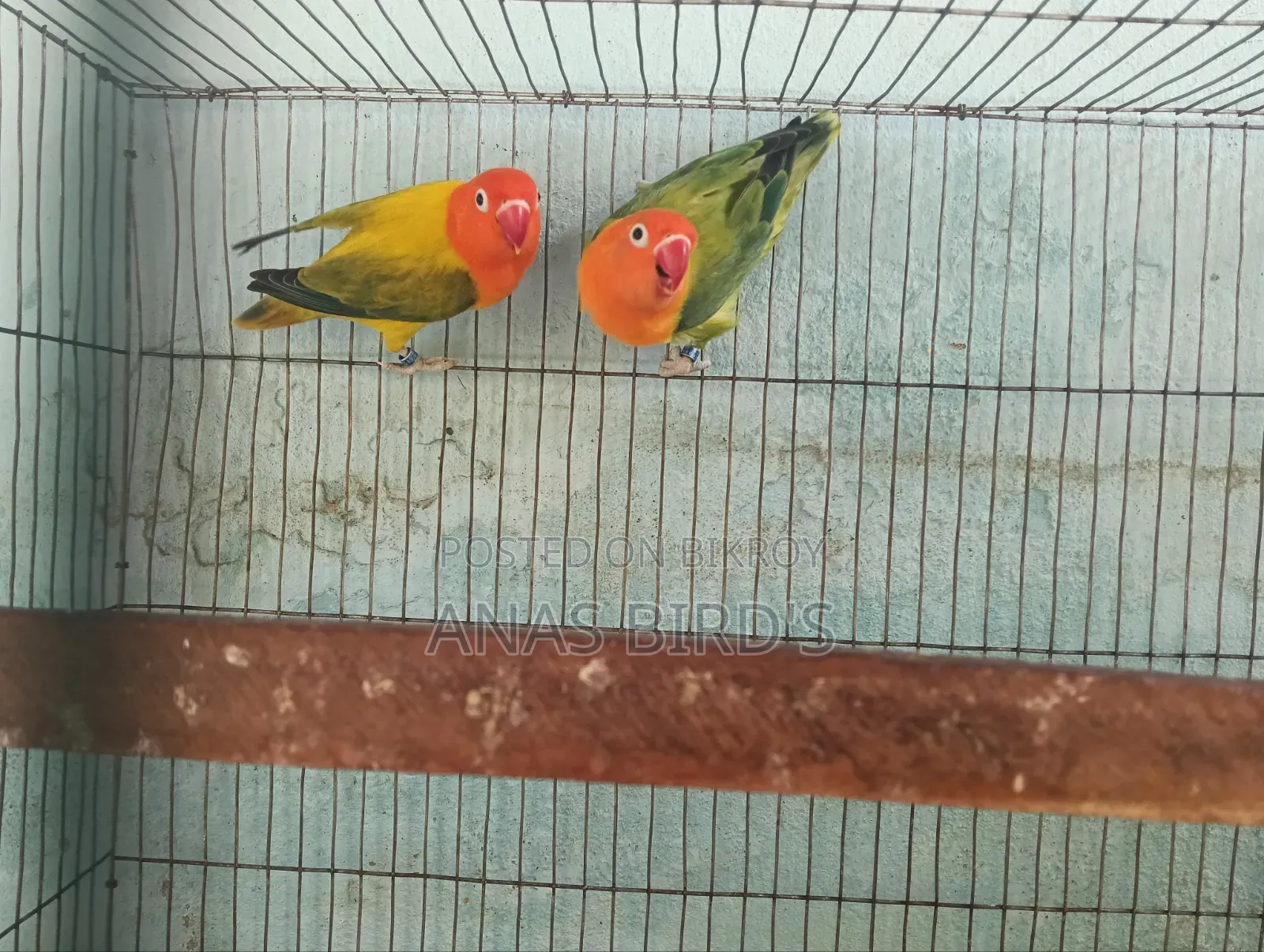 Emergency Bird's Sell