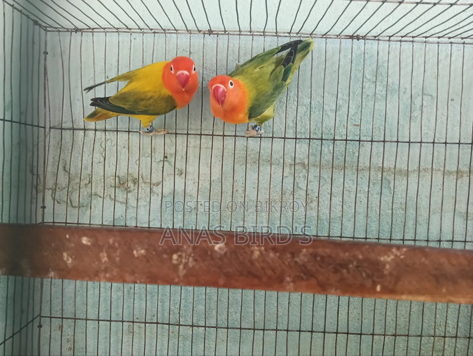 Emergency Bird's Sell