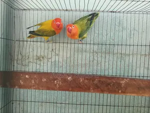 Emergency Bird's Sell