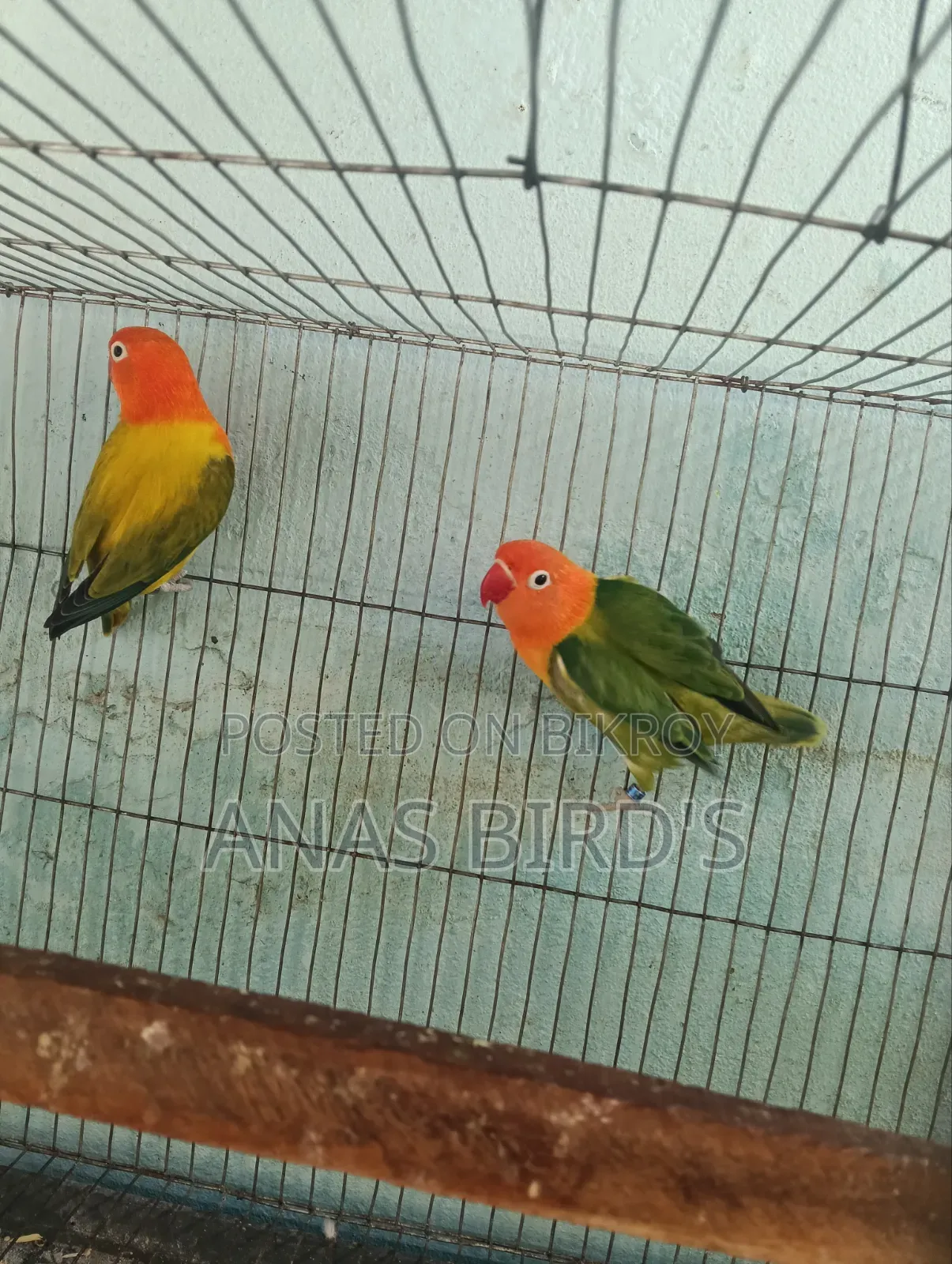 Emergency Bird's Sell