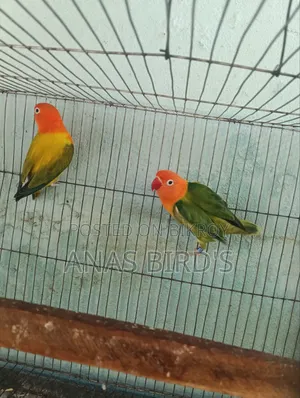 Emergency Bird's Sell