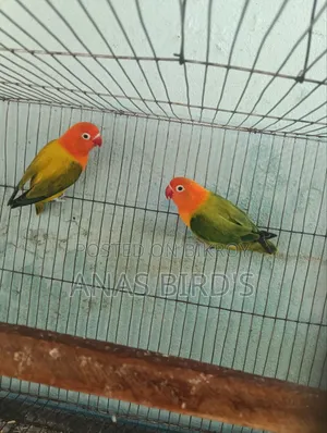 Emergency Bird's Sell