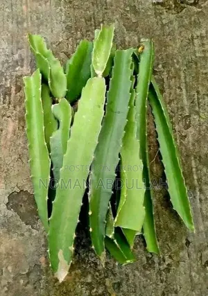 Dragon Cutting Tree
