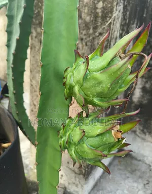 Dragon Cutting Tree