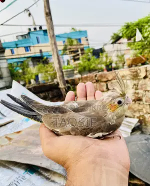 Grey Cockatiel Baby