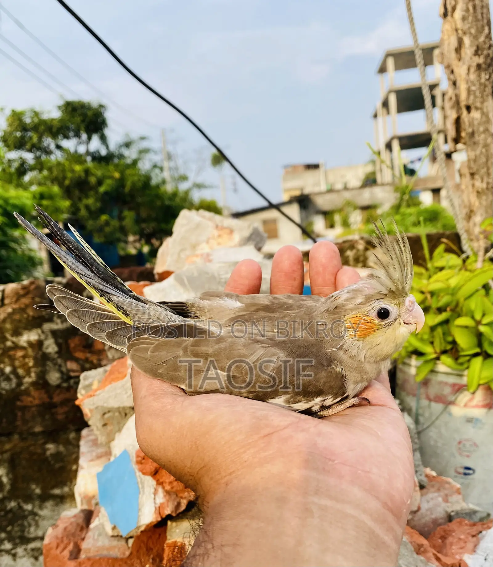 Grey Cockatiel Baby