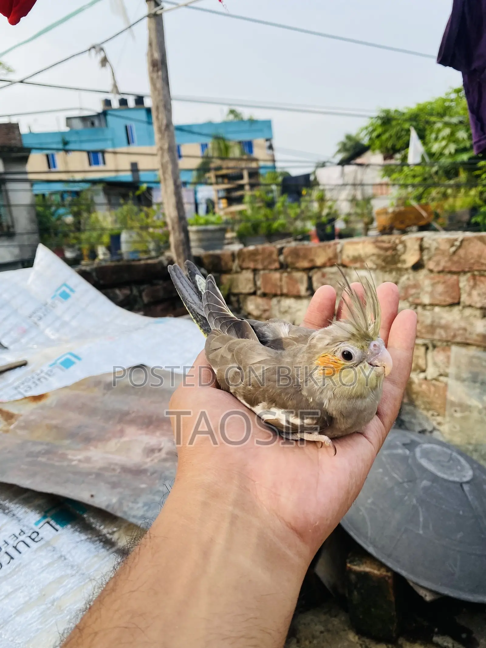 Grey Cockatiel Baby