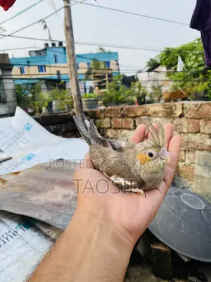 Grey Cockatiel Baby