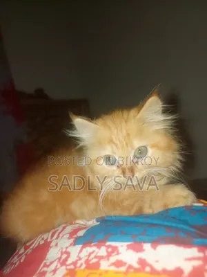 1-3 Months Male Purebred Persian