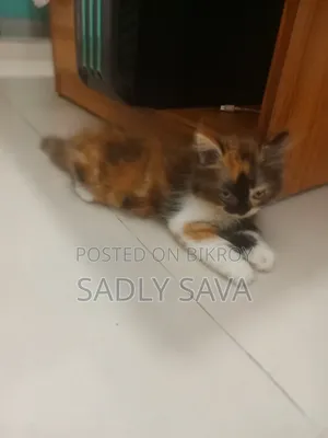 1-3 Months Male Purebred Persian