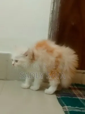 1-3 Months Male Purebred Persian
