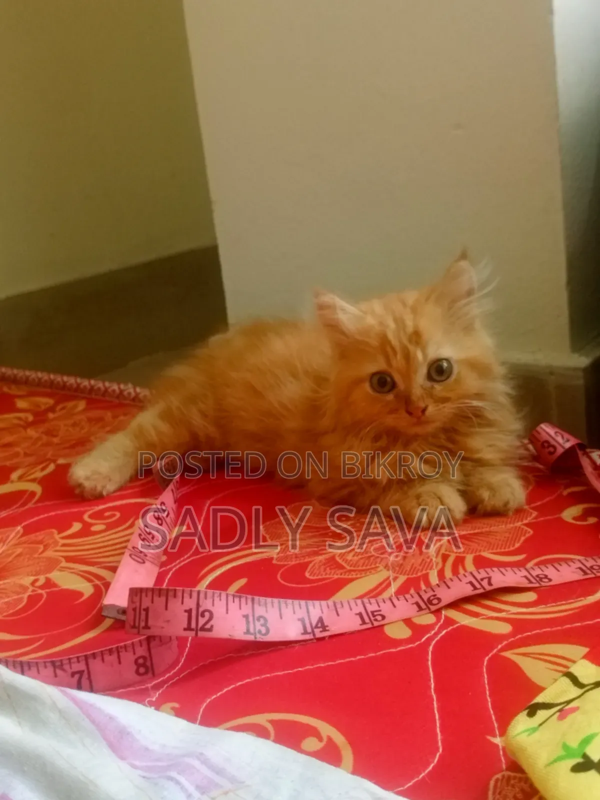 1-3 Months Male Purebred Persian
