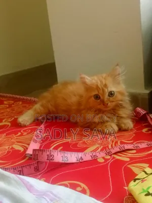 1-3 Months Male Purebred Persian