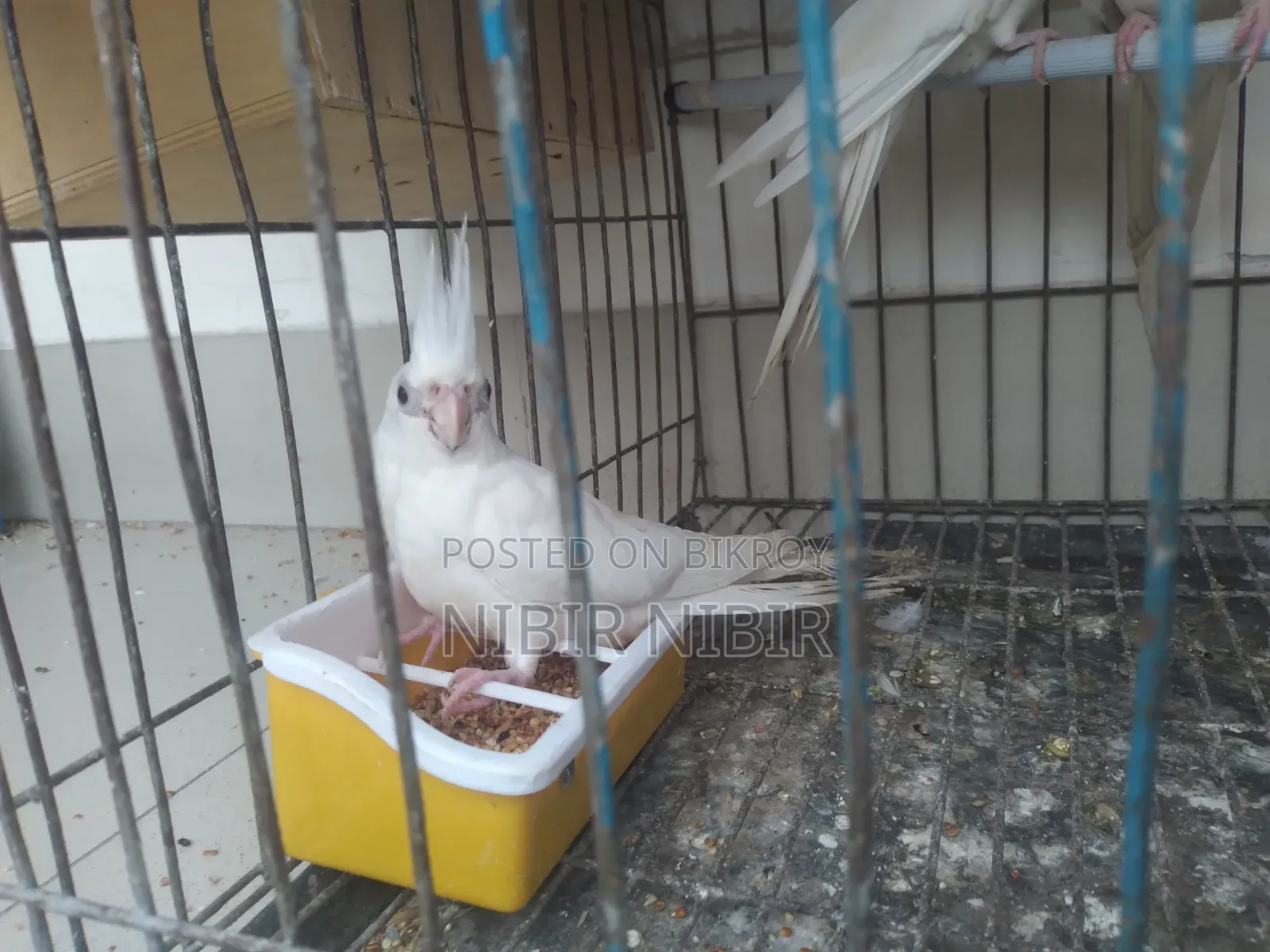 Love Bird and Cockatiel for Sale