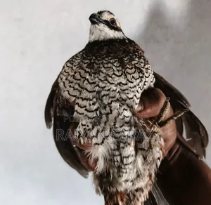 Northern Bobwhite Running Pair