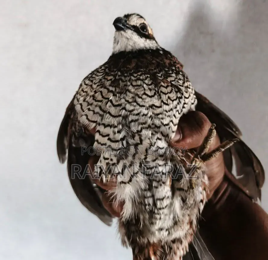 Northern Bobwhite Running Pair