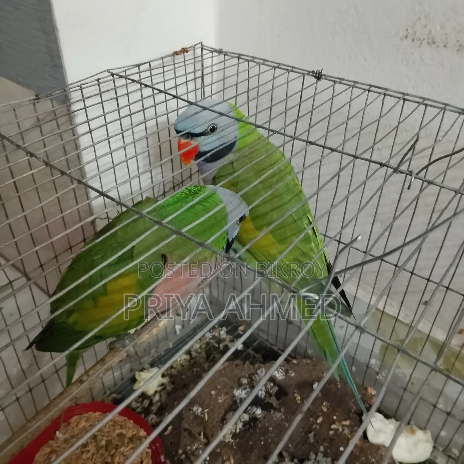 2 Parrots for 4200 Taka