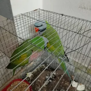 2 Parrots for 4200 Taka