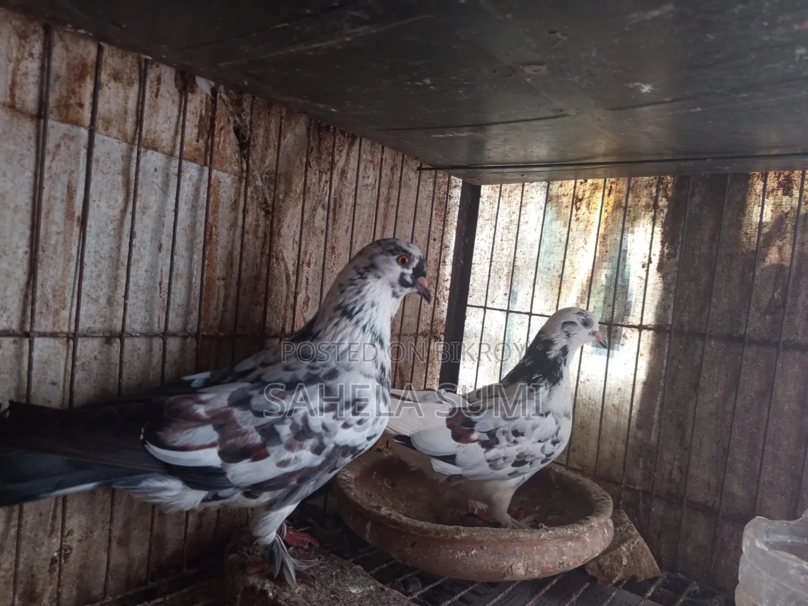 One pair of running pigeons