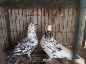 One pair of running pigeons
