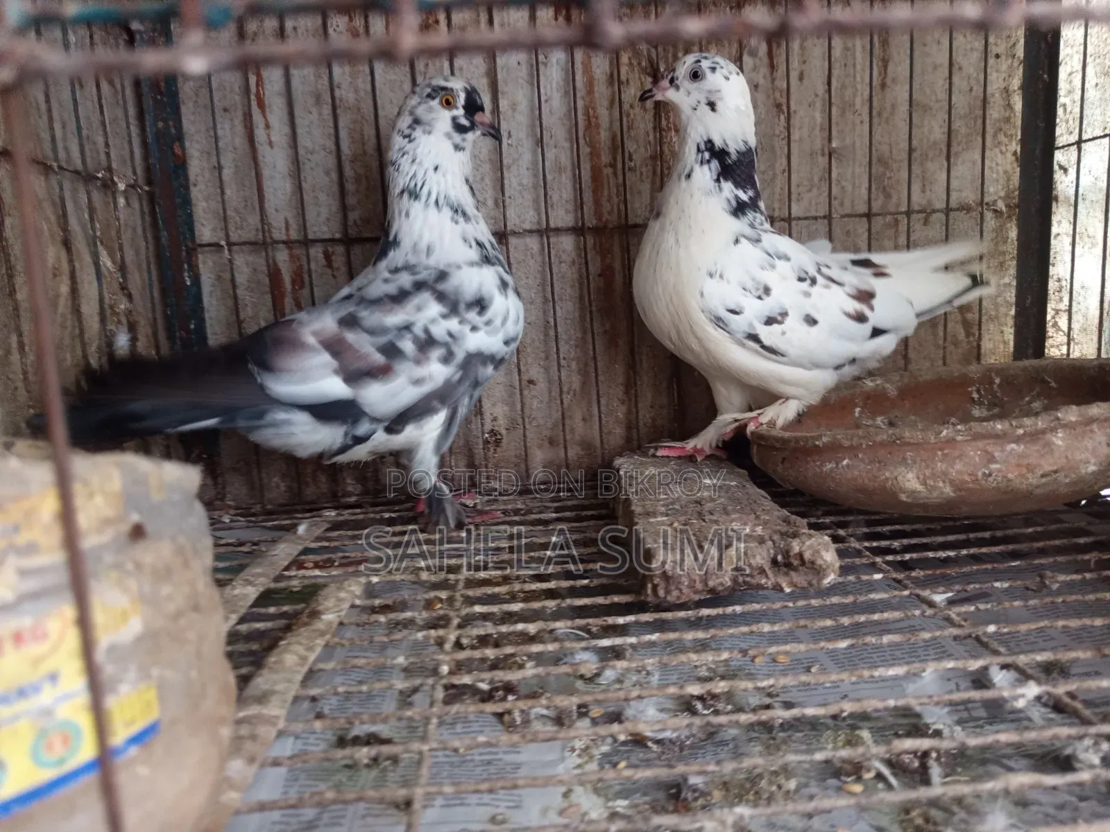 One pair of running pigeons
