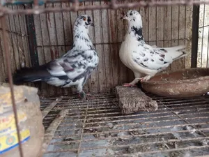 One pair of running pigeons