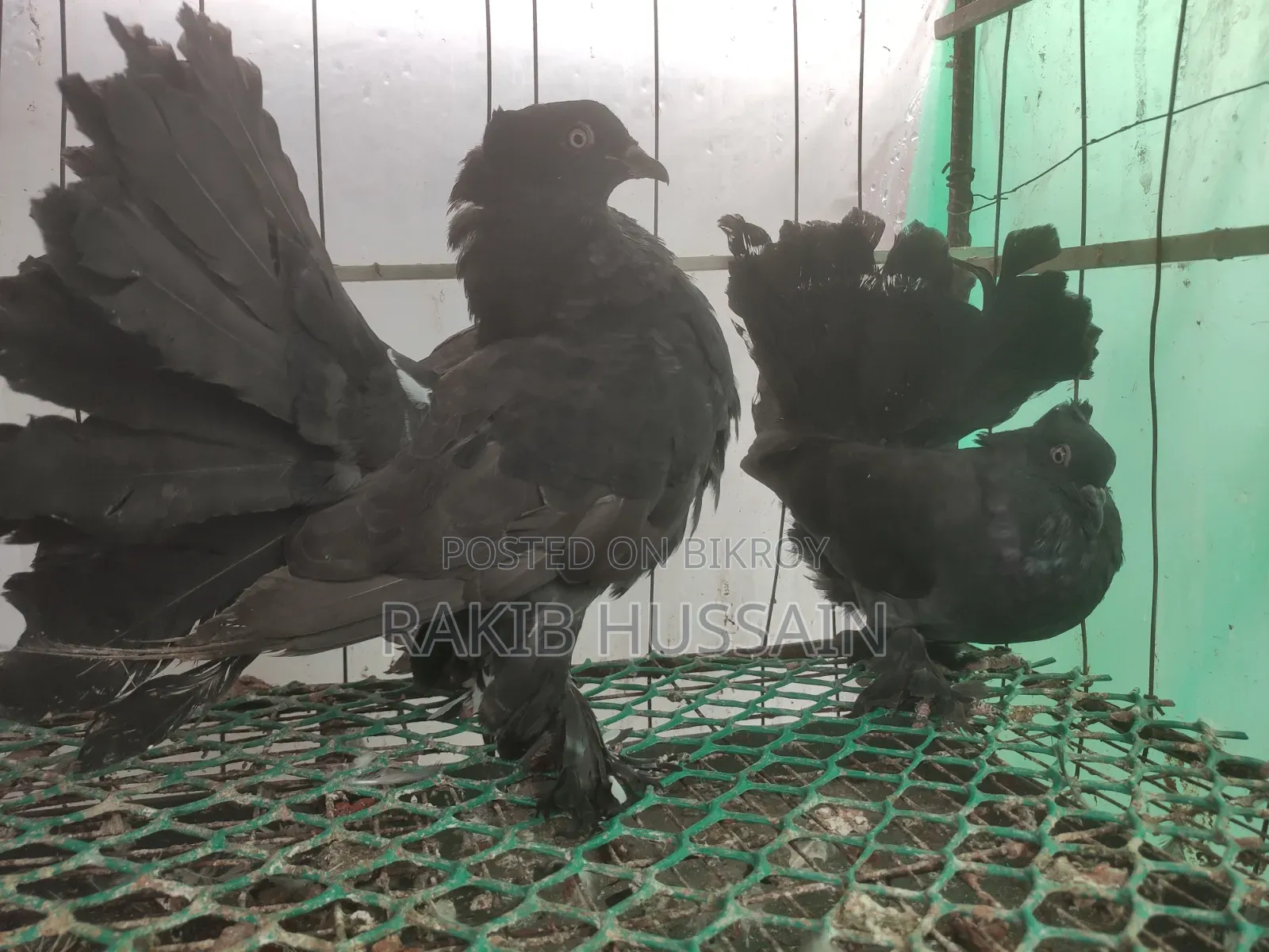 Black Lokhha
