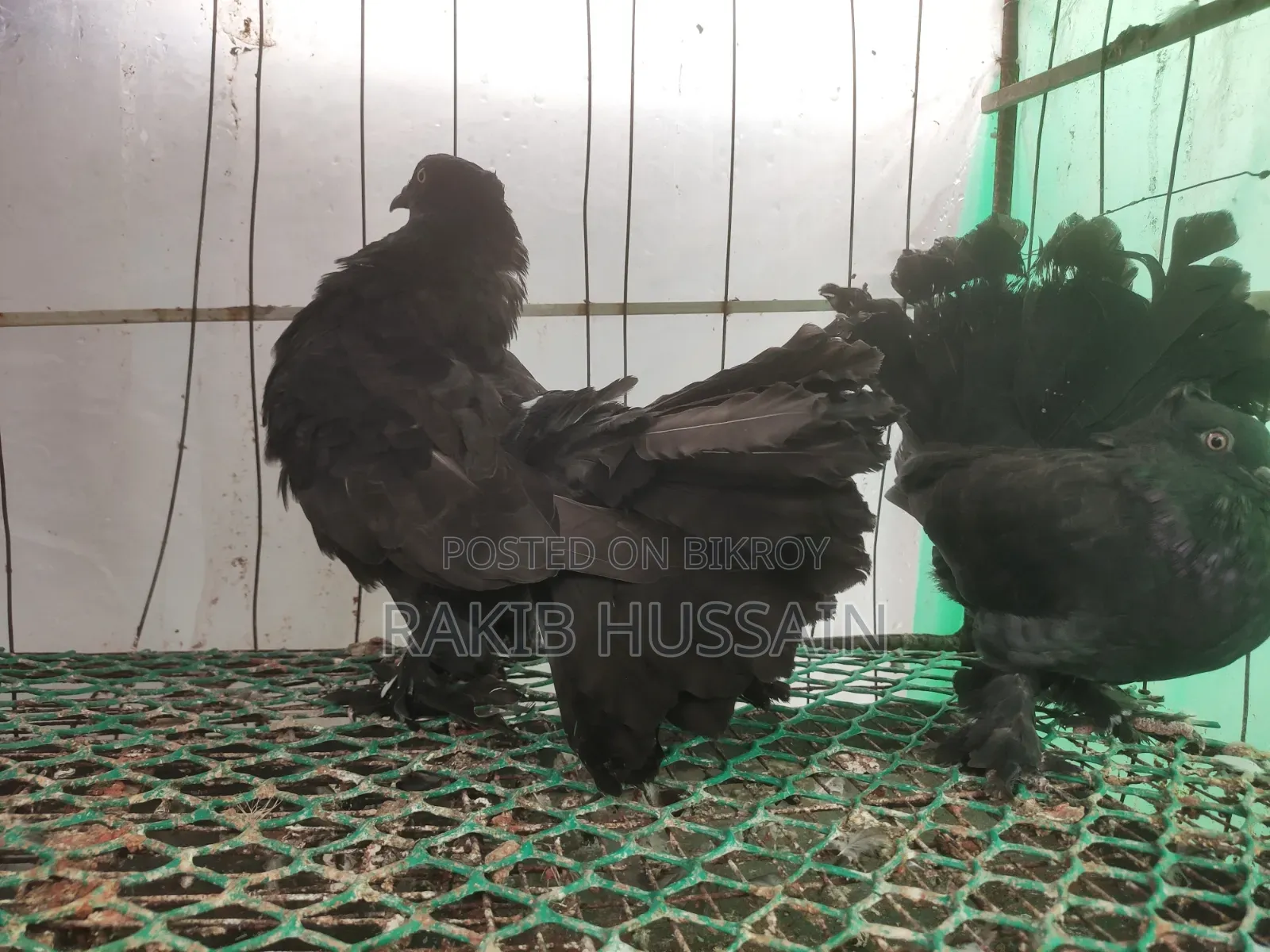 Black Lokhha