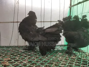 Black Lokhha