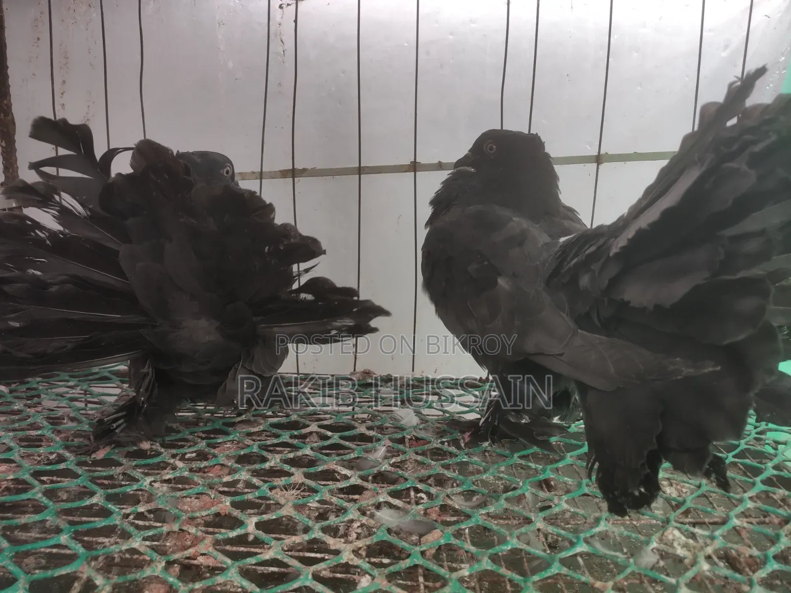 Black Lokhha