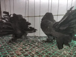 Black Lokhha