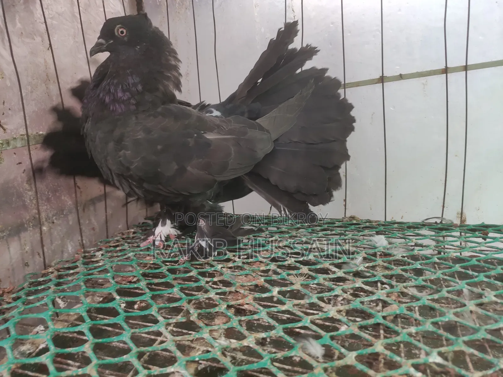 Black Lokhha