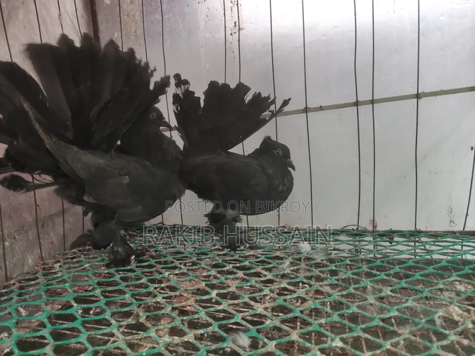 Black Lokhha