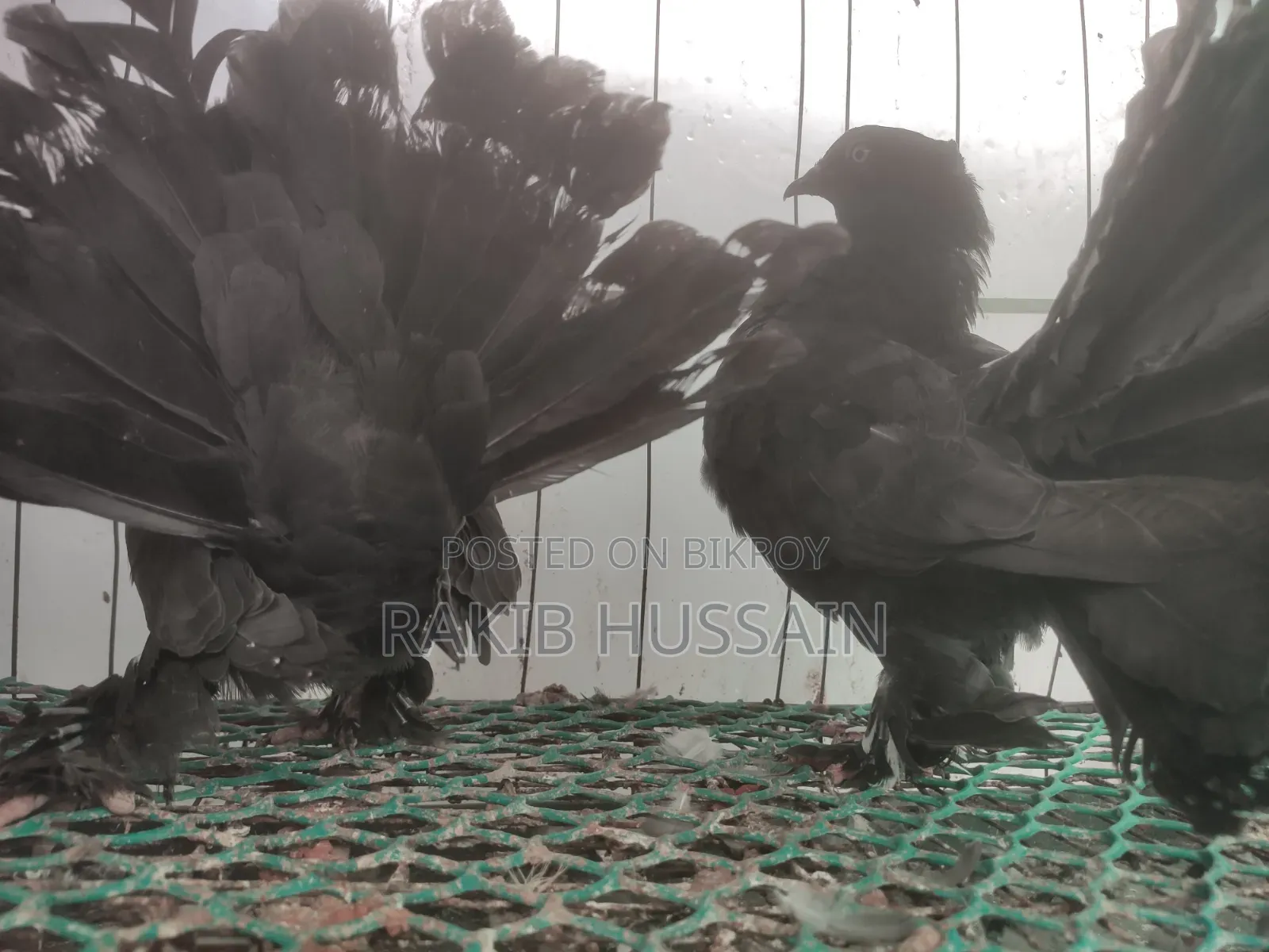 Black Lokhha